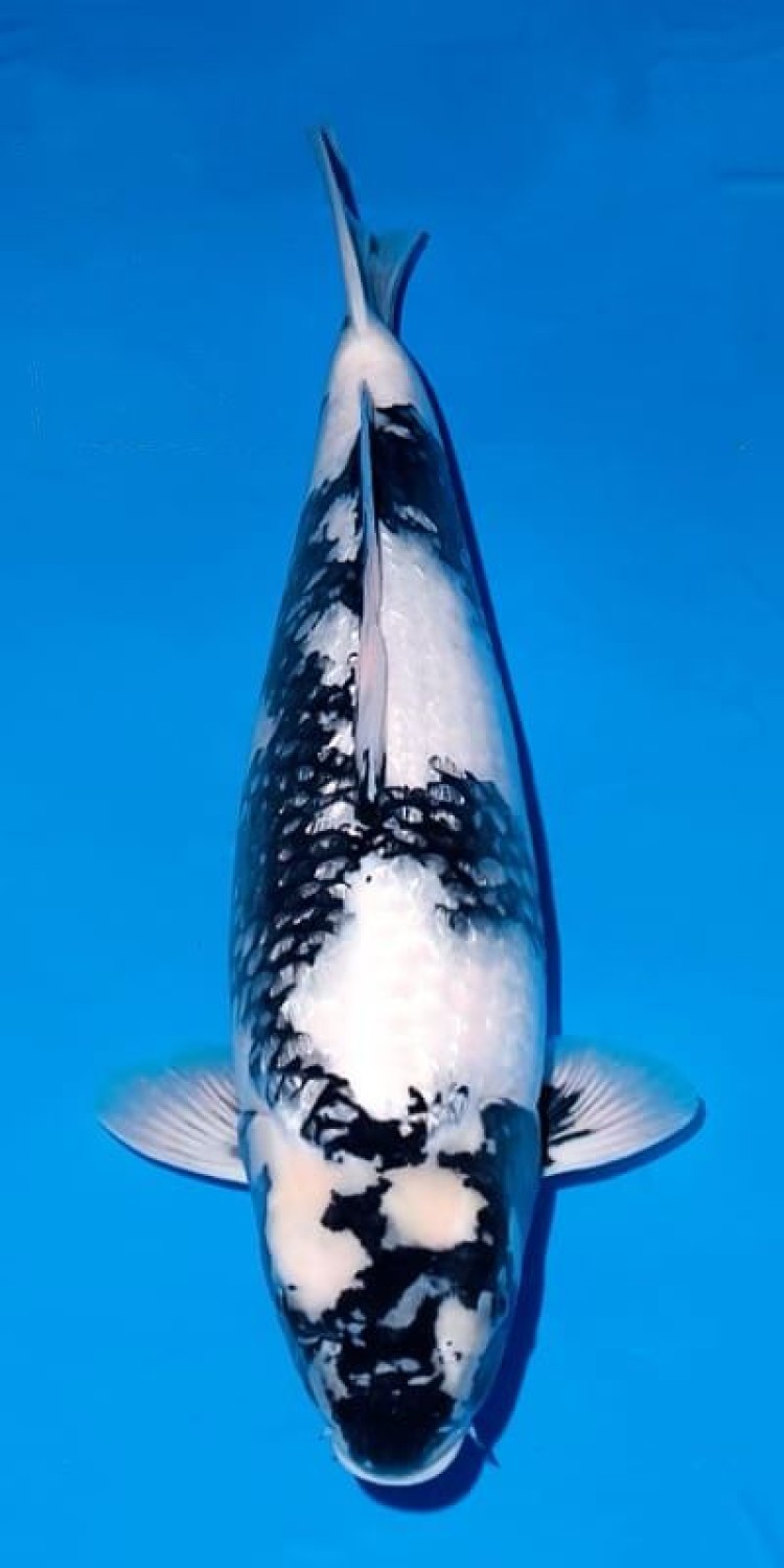 Juara 2