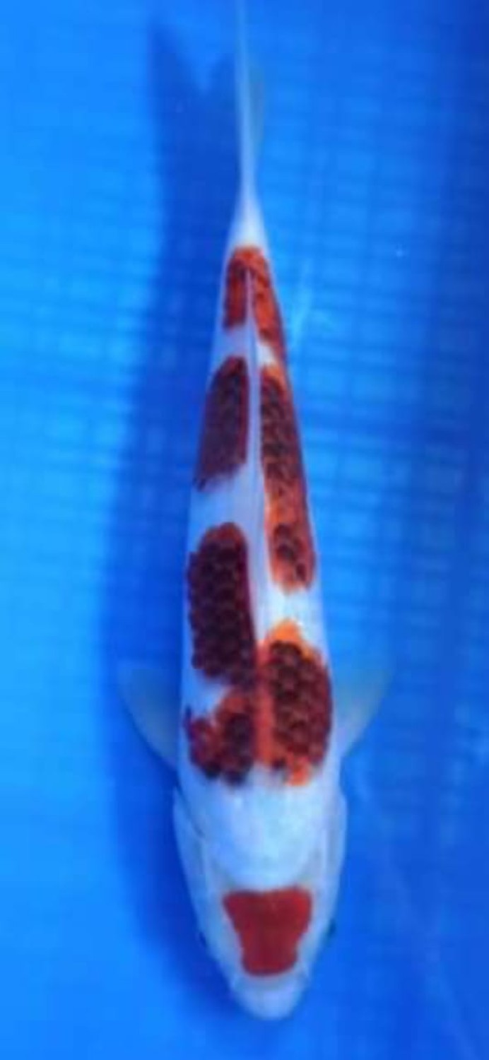 Juara 1