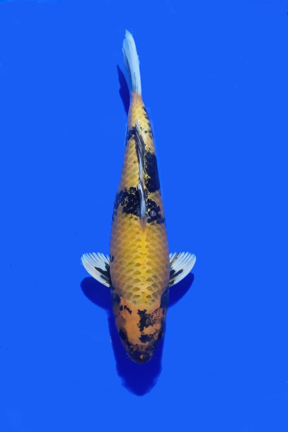 Juara 3