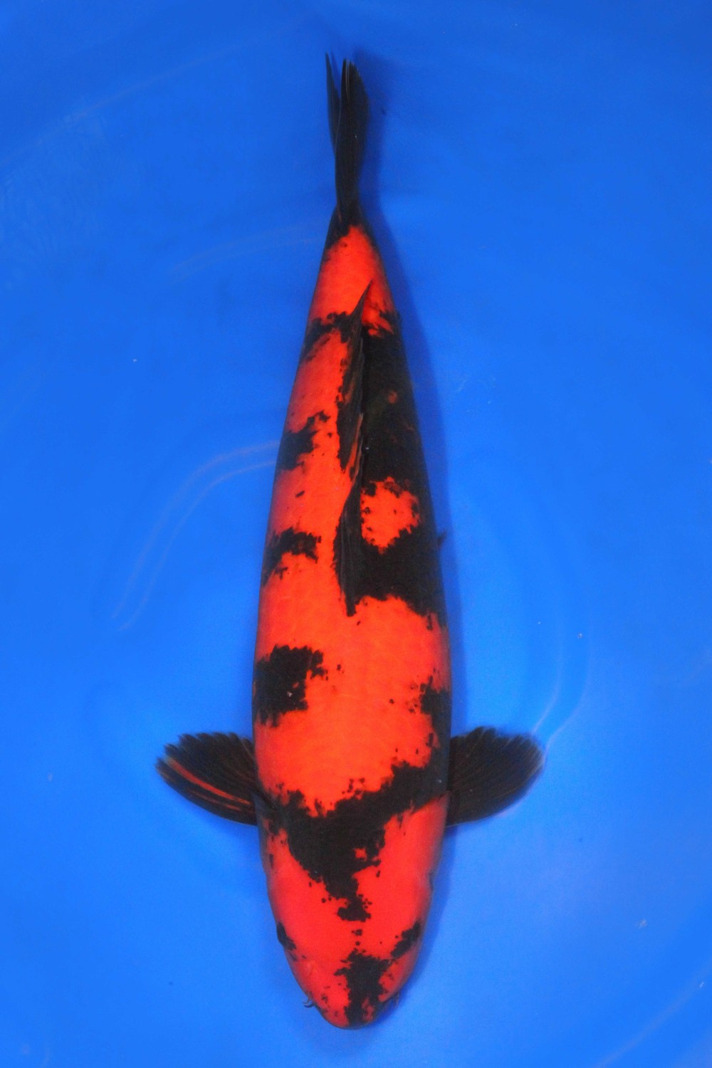 Juara 1