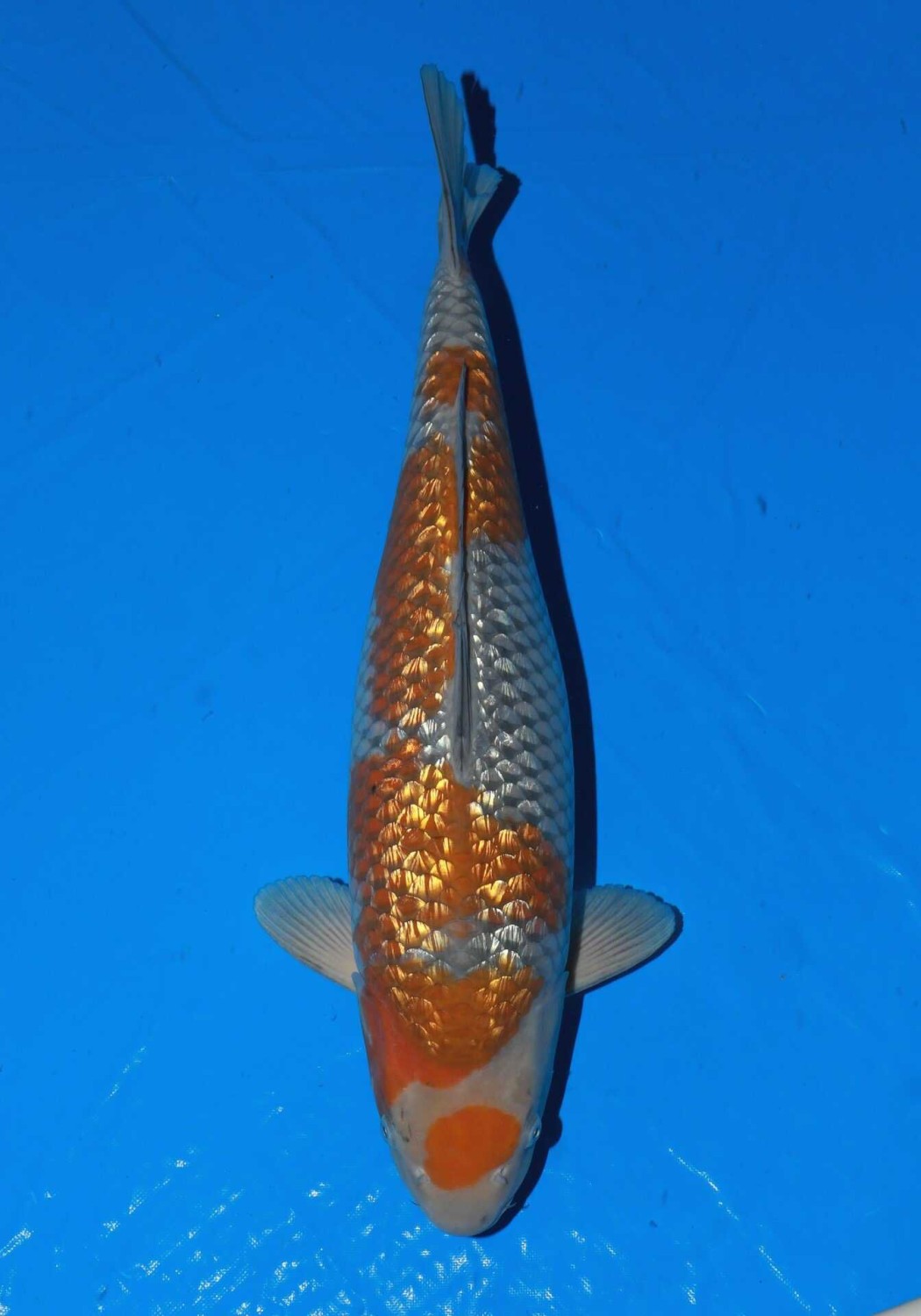 Juara 1