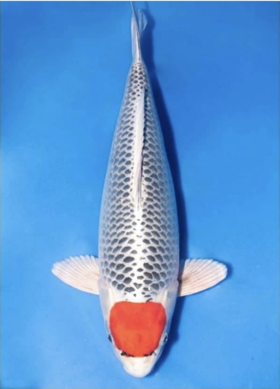 Juara 2