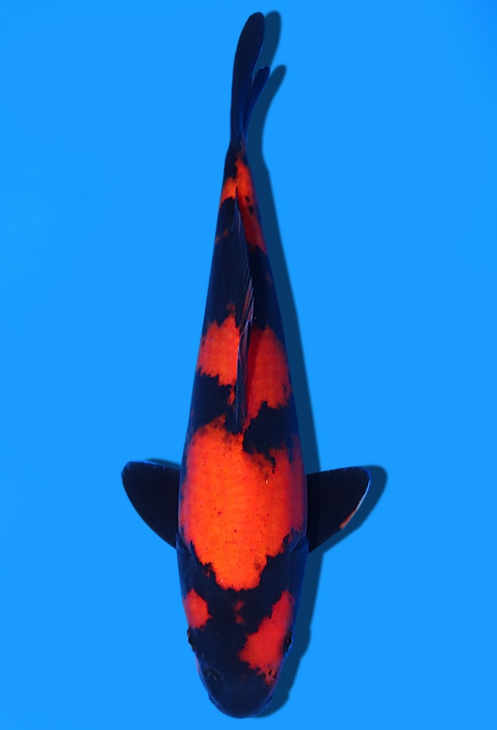 Best In Size D 26-30 Cm