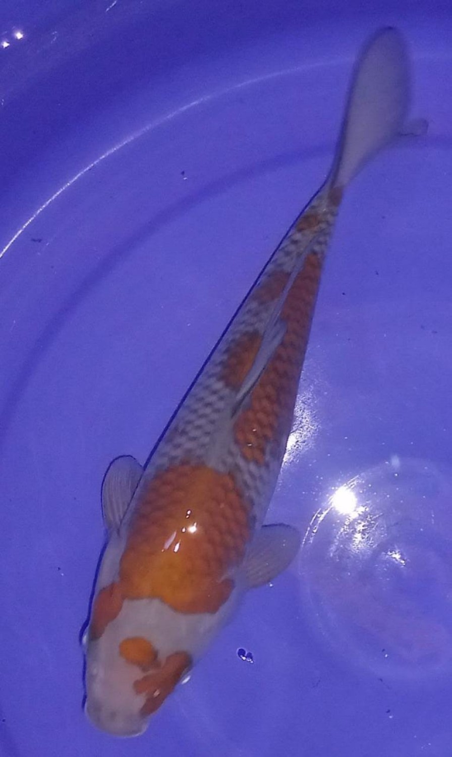 Juara 2
