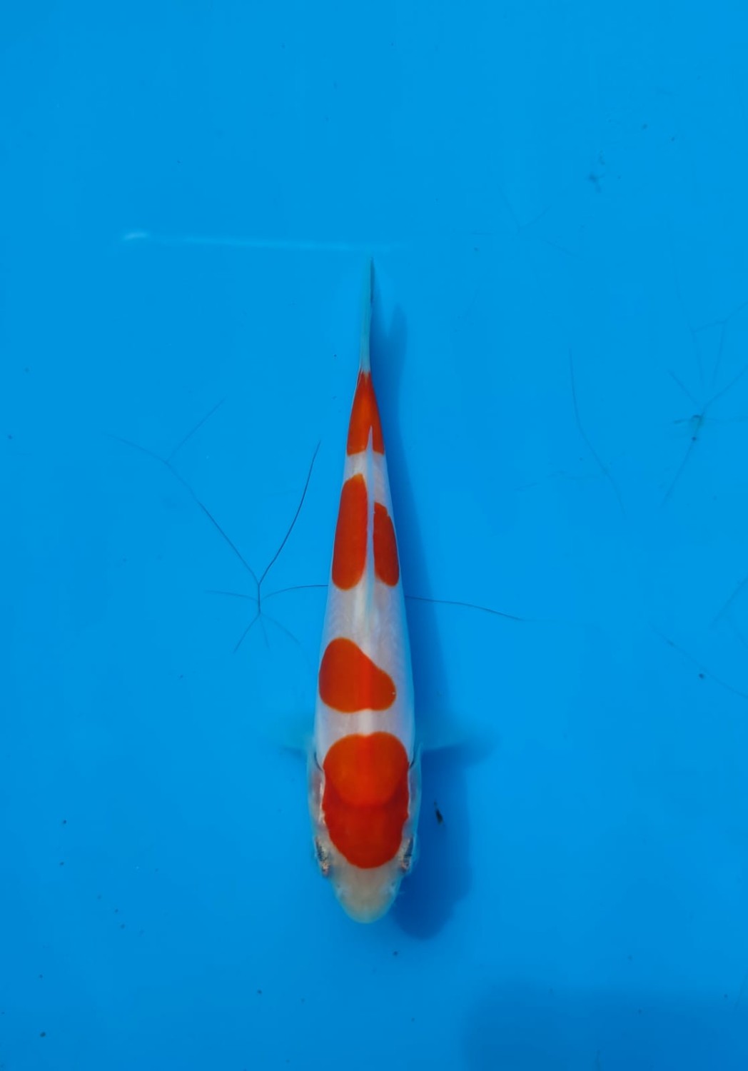 Juara 1