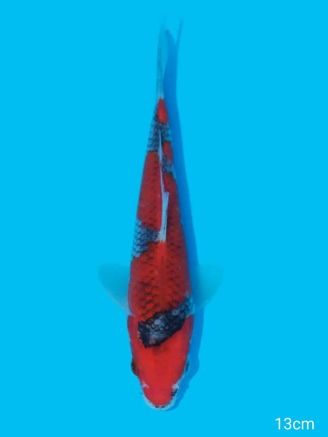 Juara 3