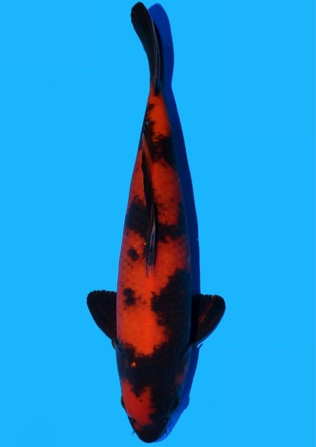Juara 2