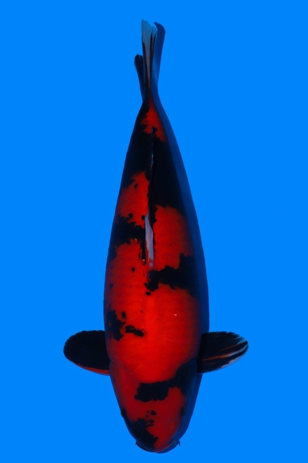 Juara 1
