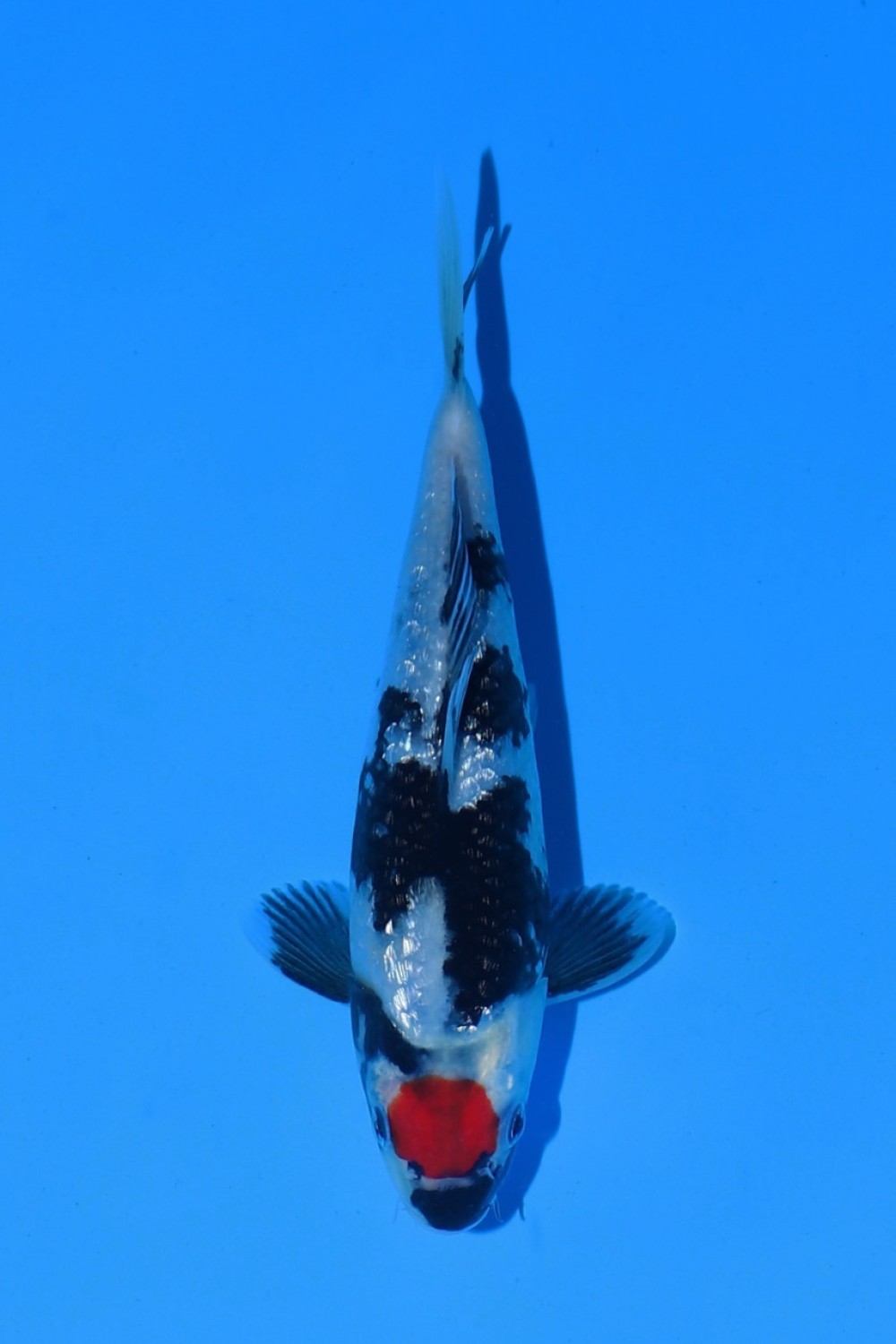 Juara 2