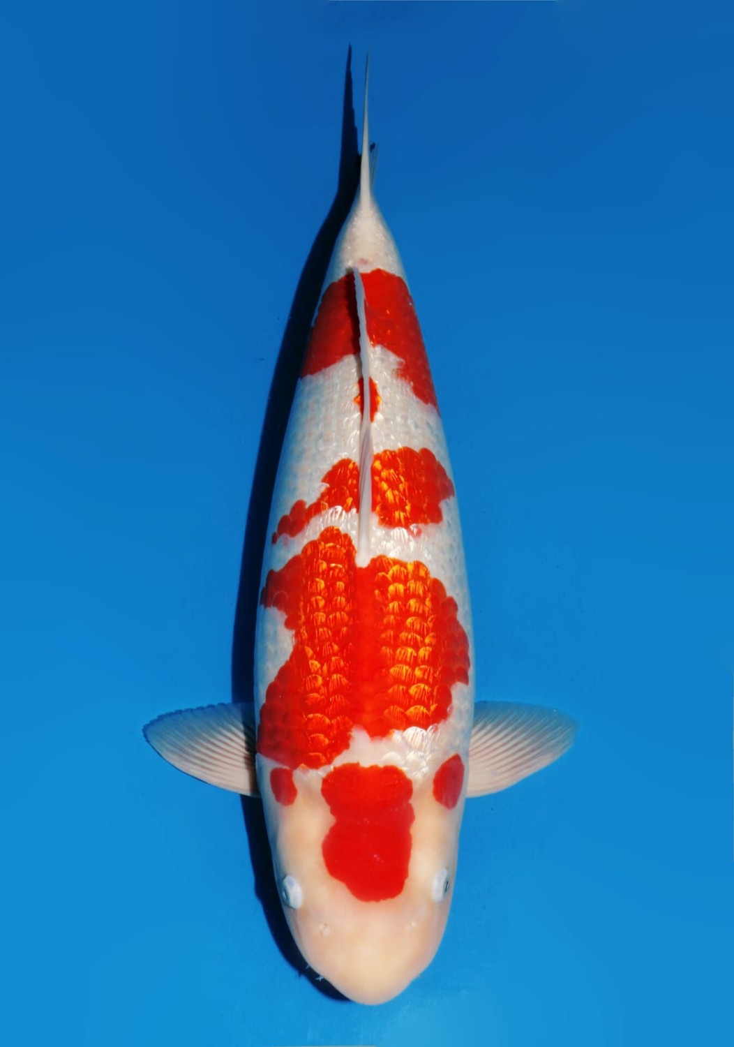Juara 1