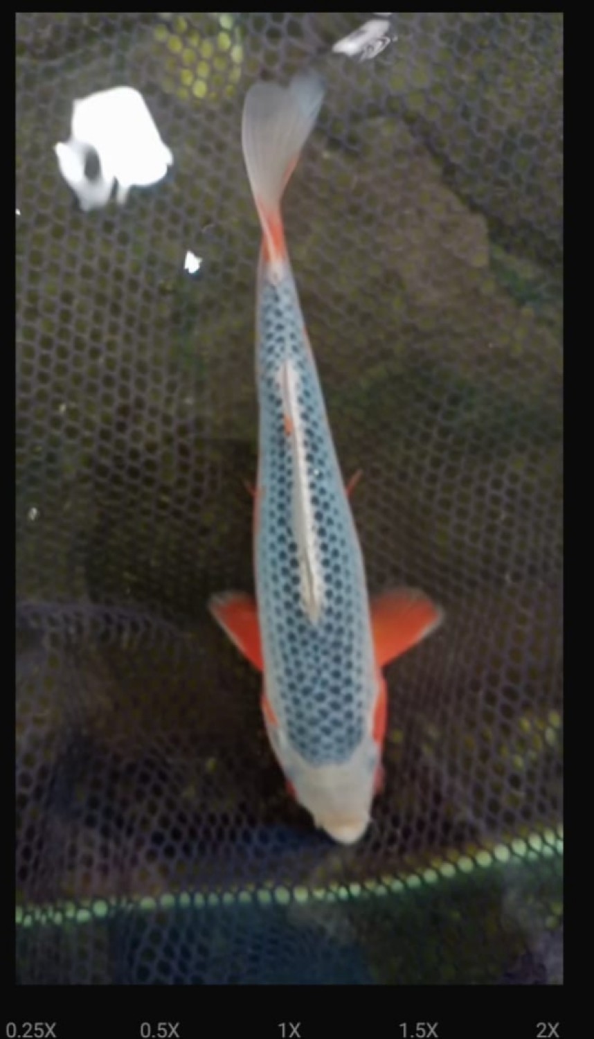 Juara 1