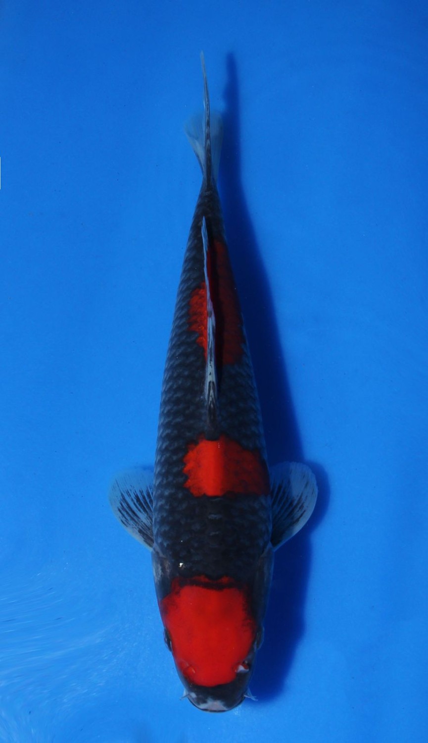 Juara 1