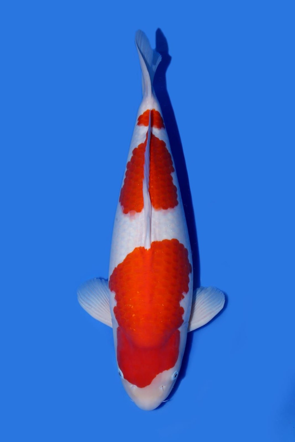 Juara 1
