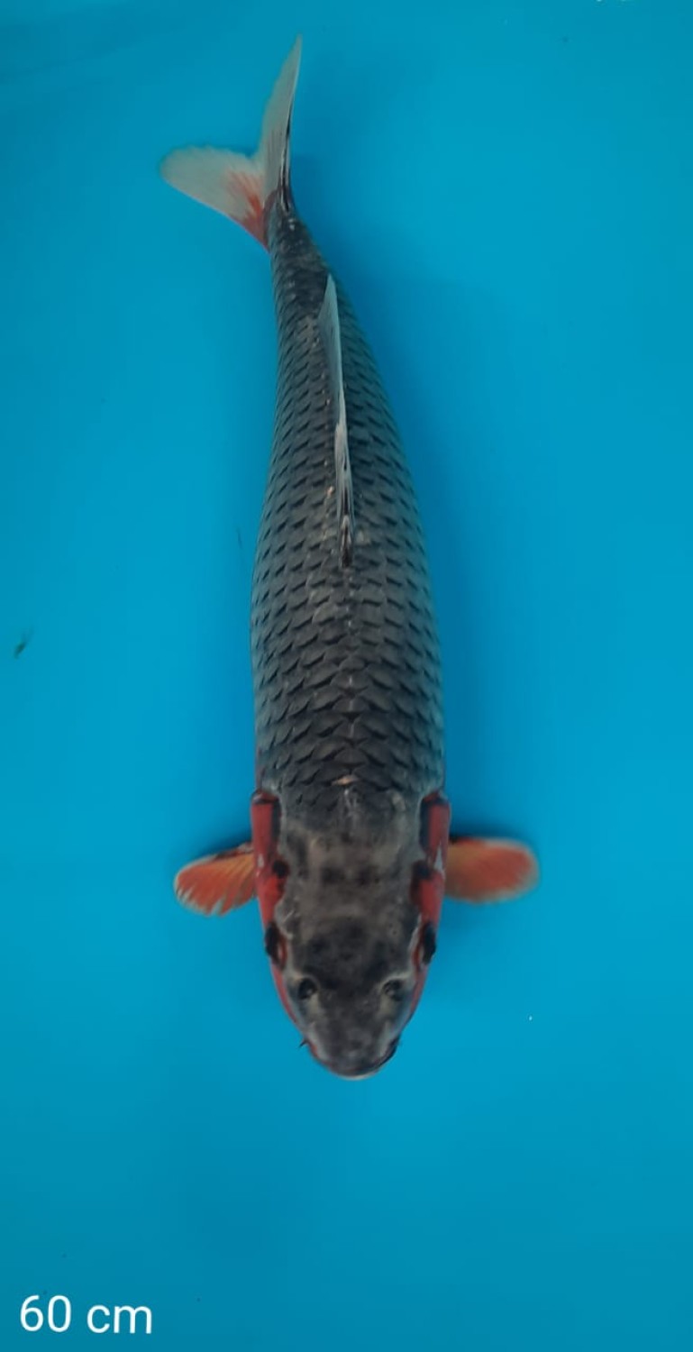 Juara 2