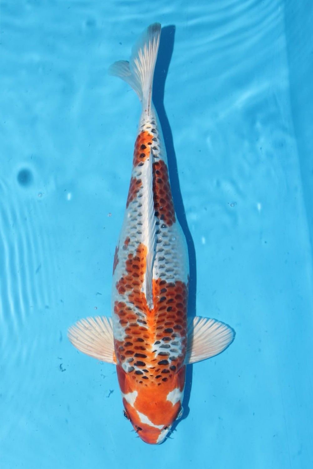 Juara 4