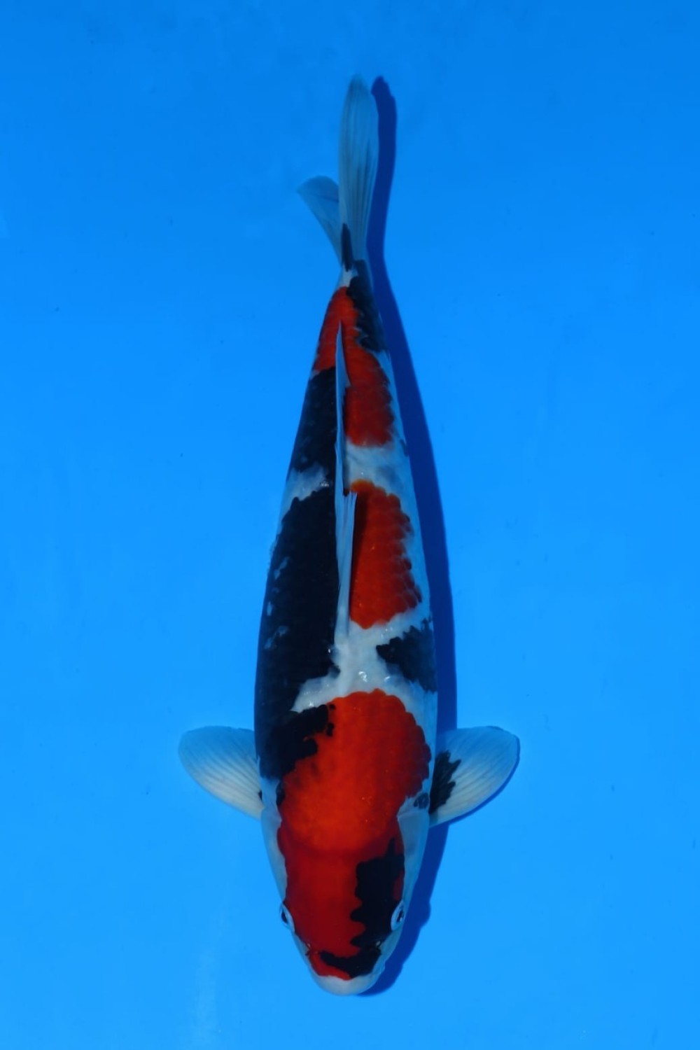 Juara 2
