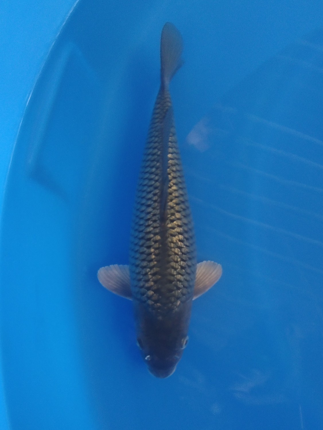 Juara 5
