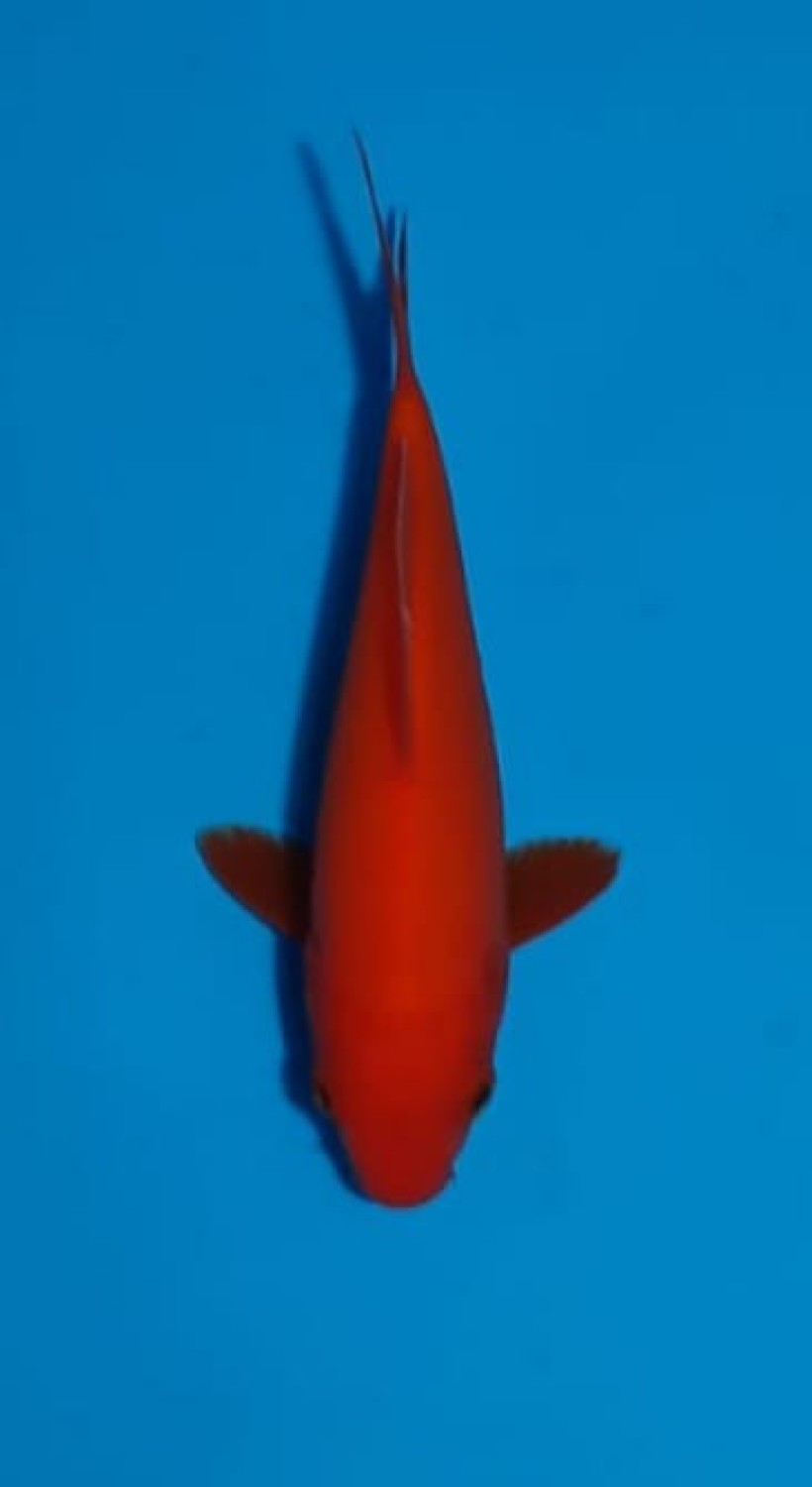 Juara 1