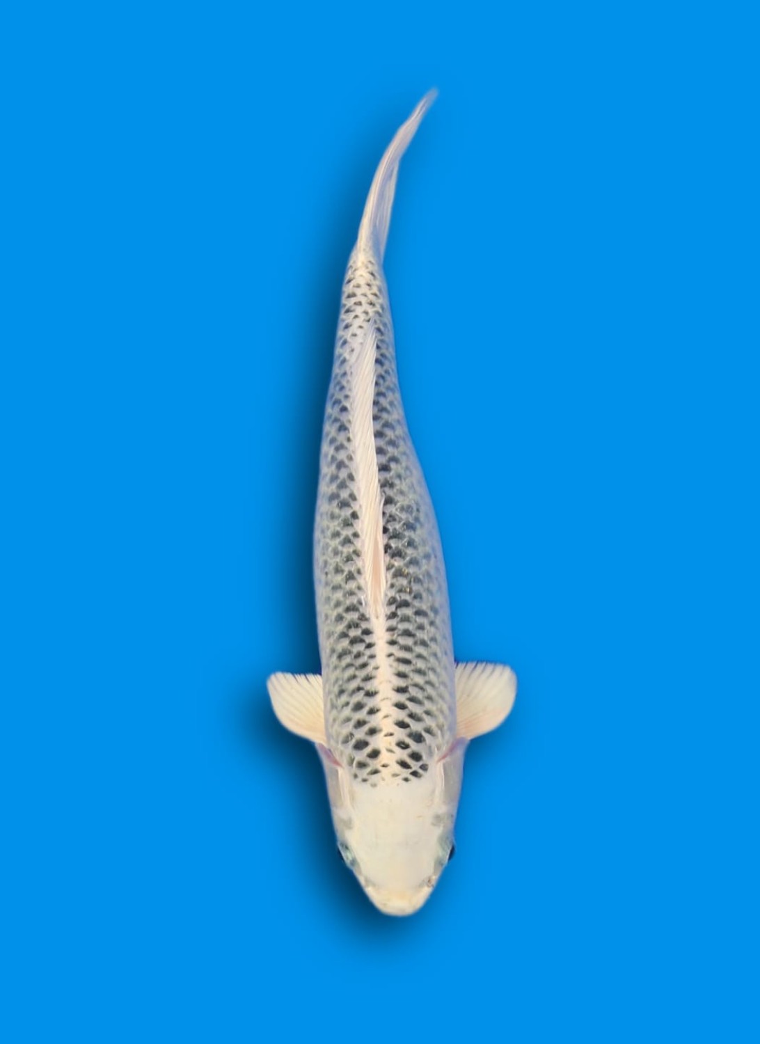 Juara 1