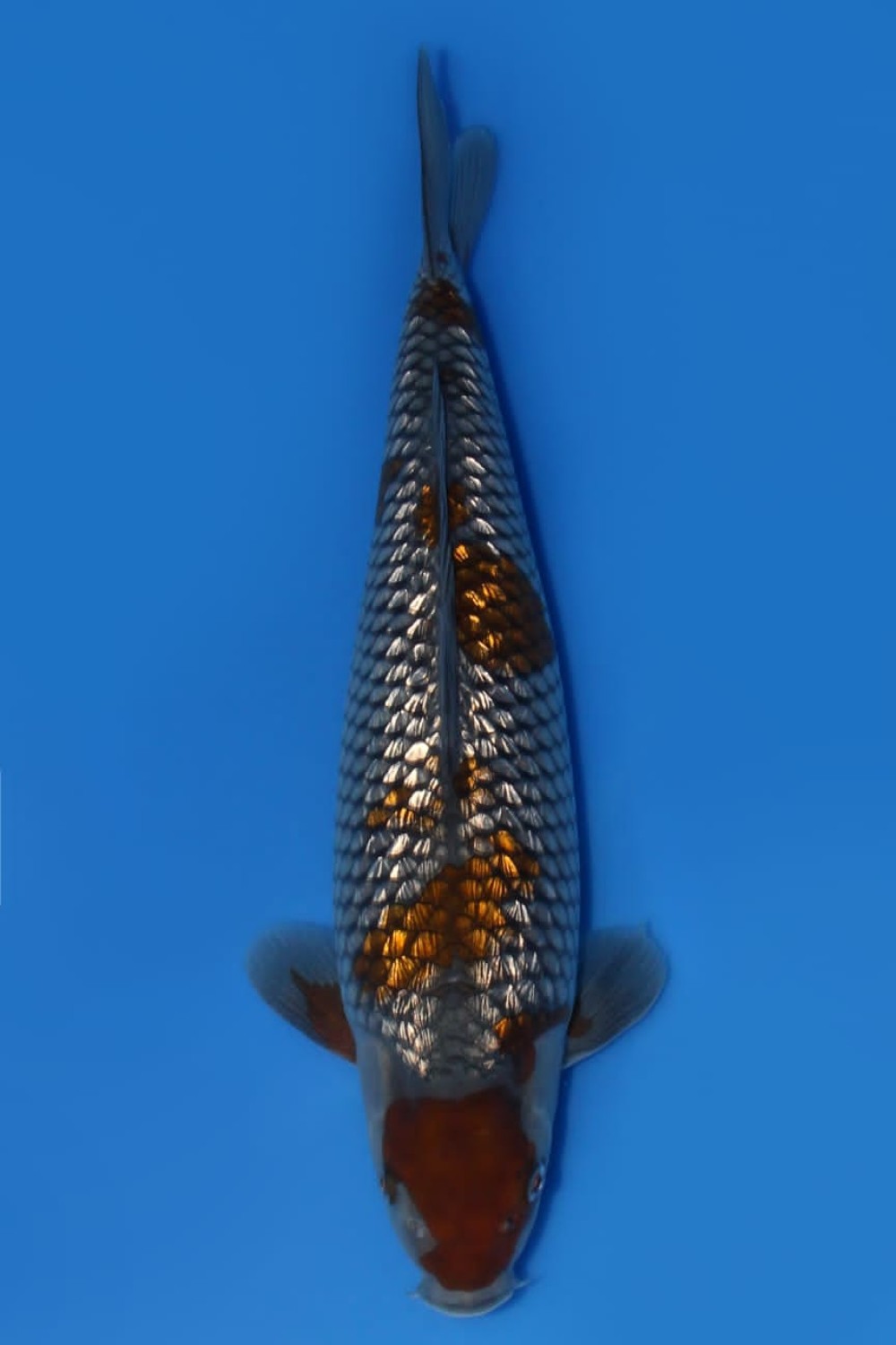 Juara 5