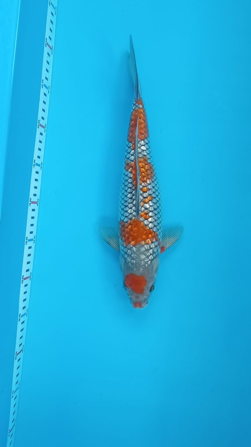 Juara 3