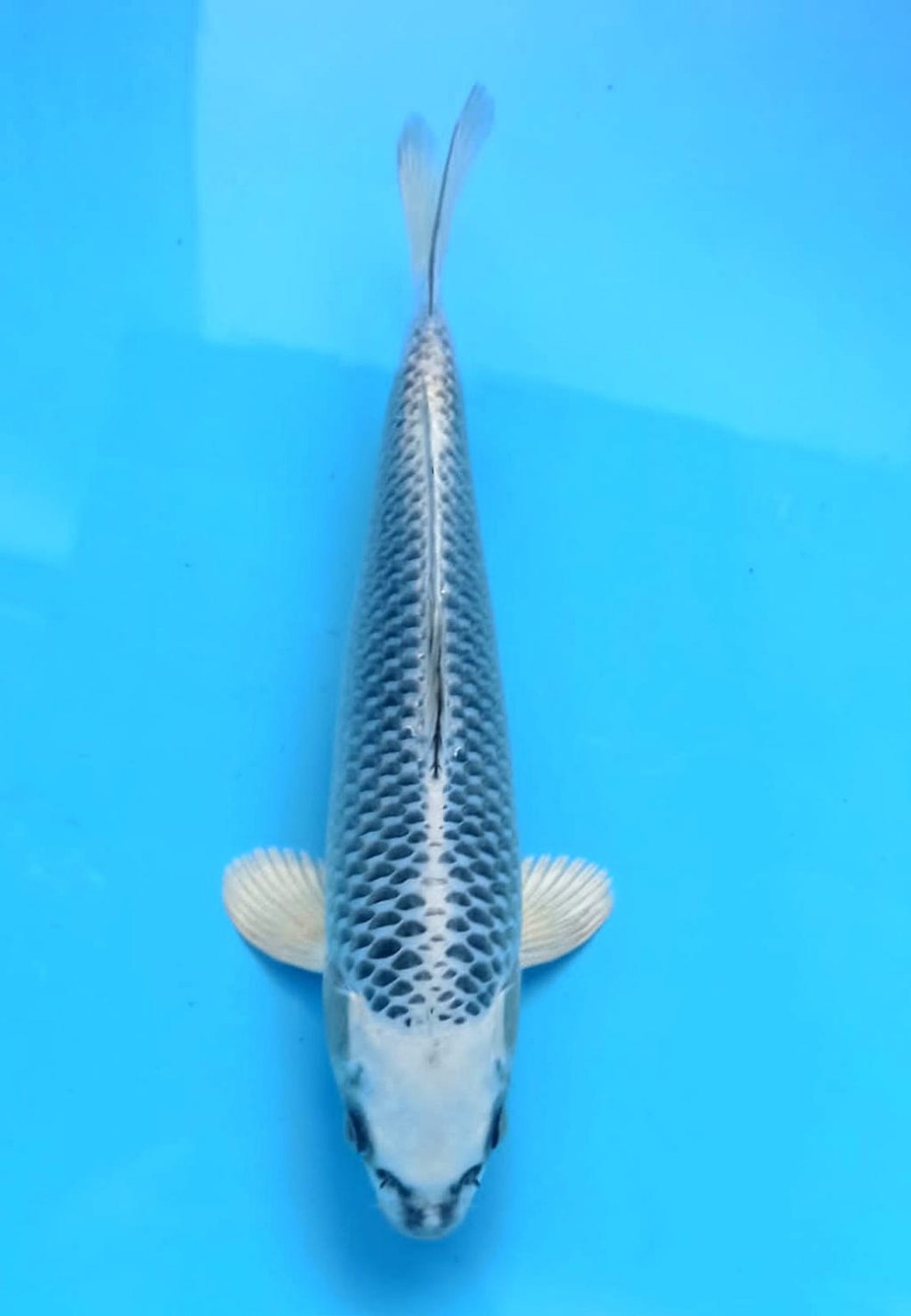 Juara 2