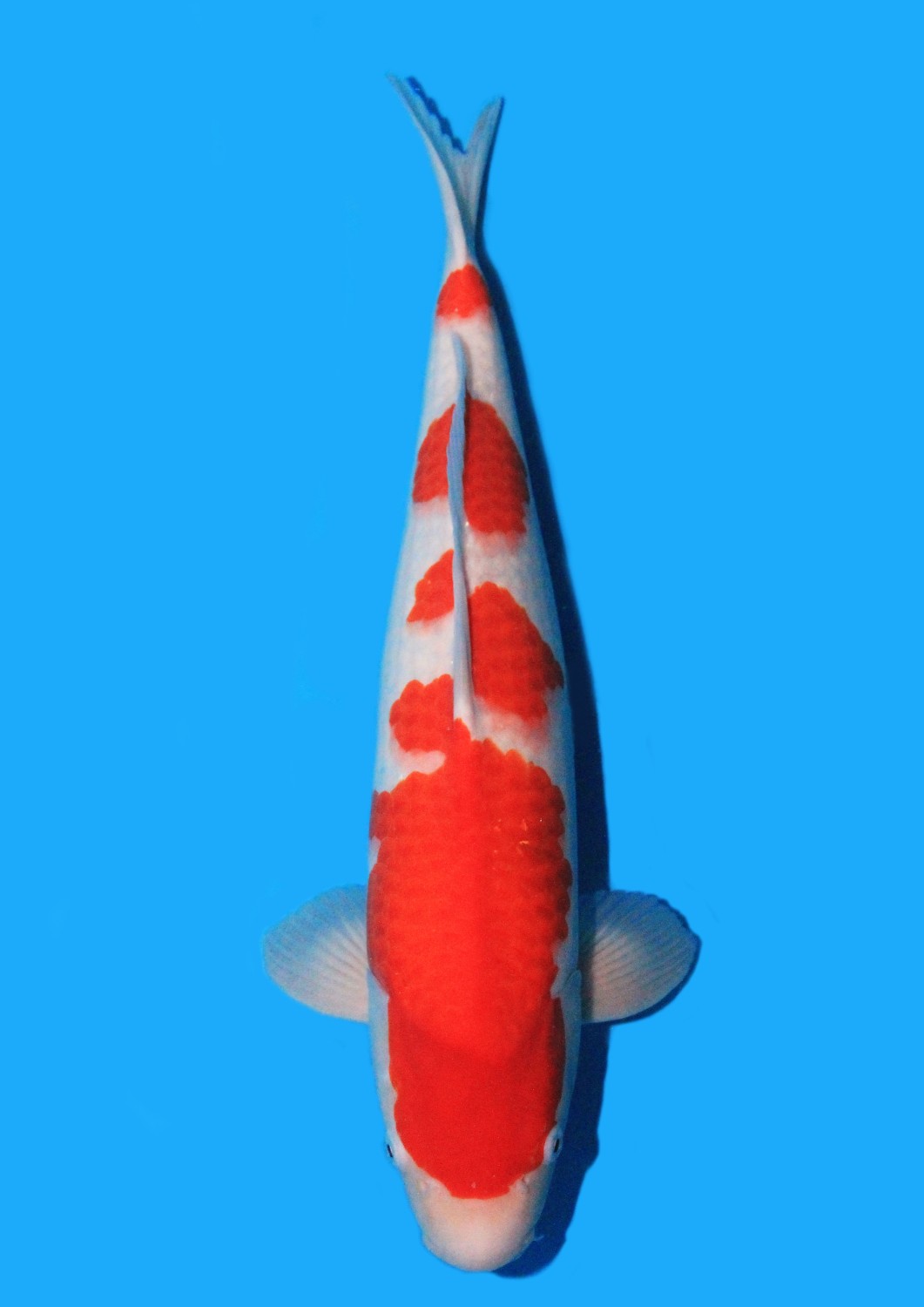 Juara 4