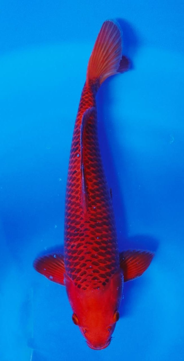 Juara 1