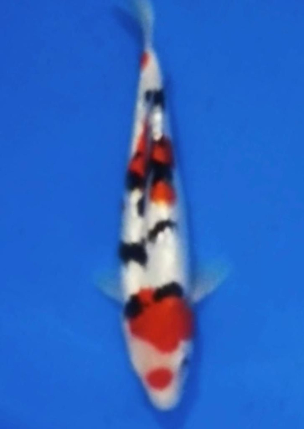 Juara 1