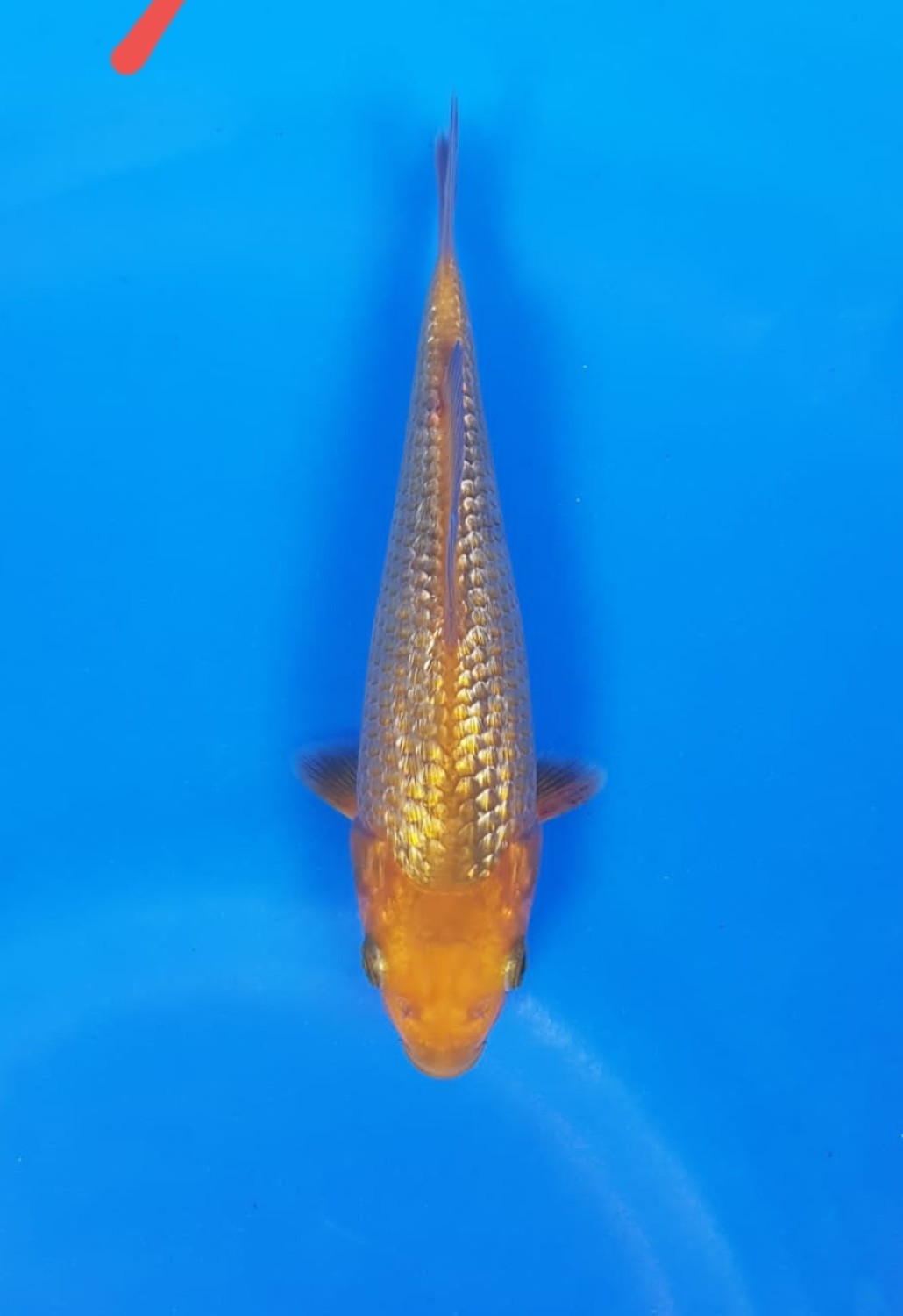 Juara 5