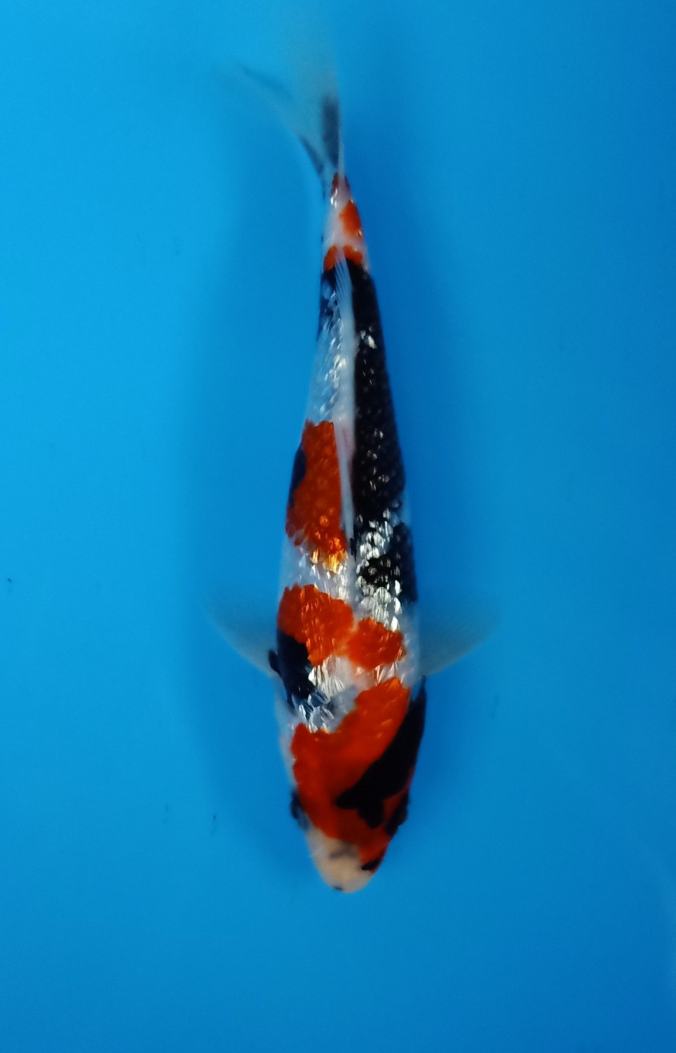 Juara 1
