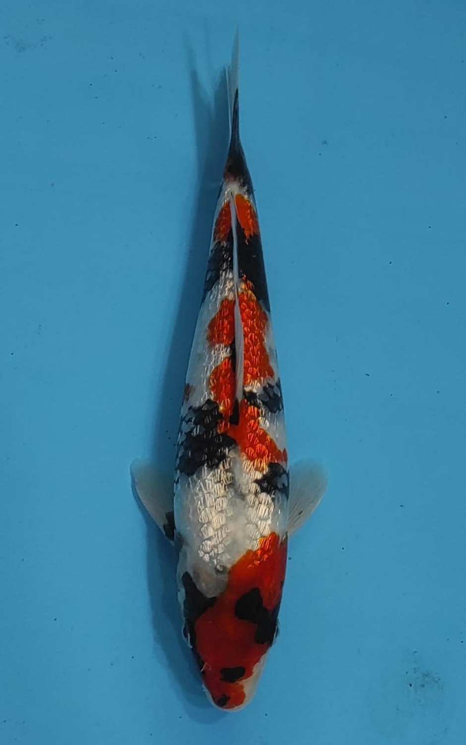 Juara 3