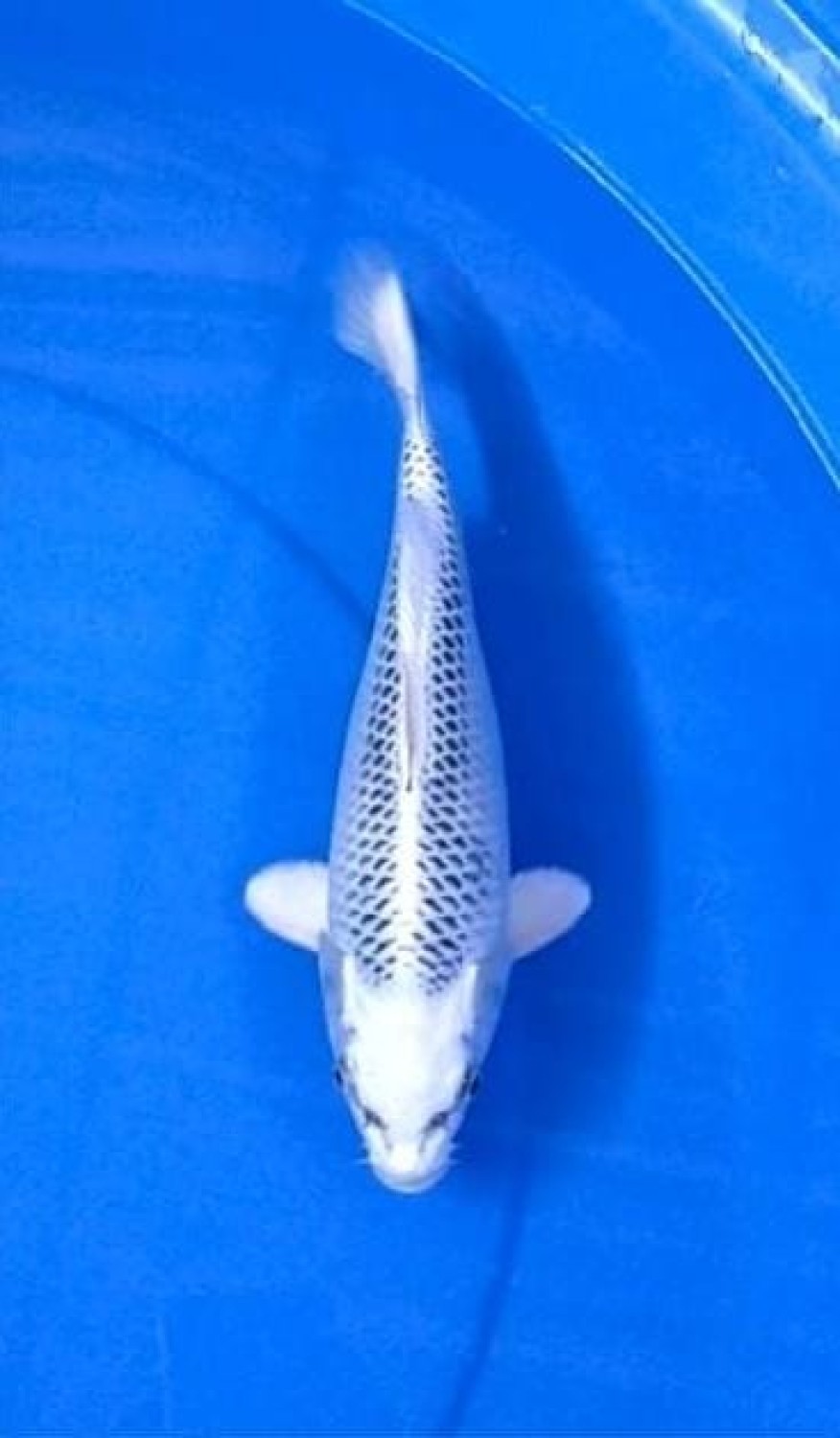 Best In Size E 21-25 Cm