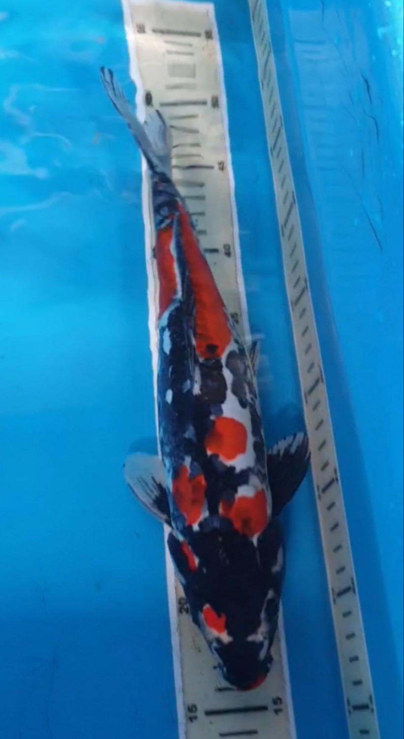 Juara 4