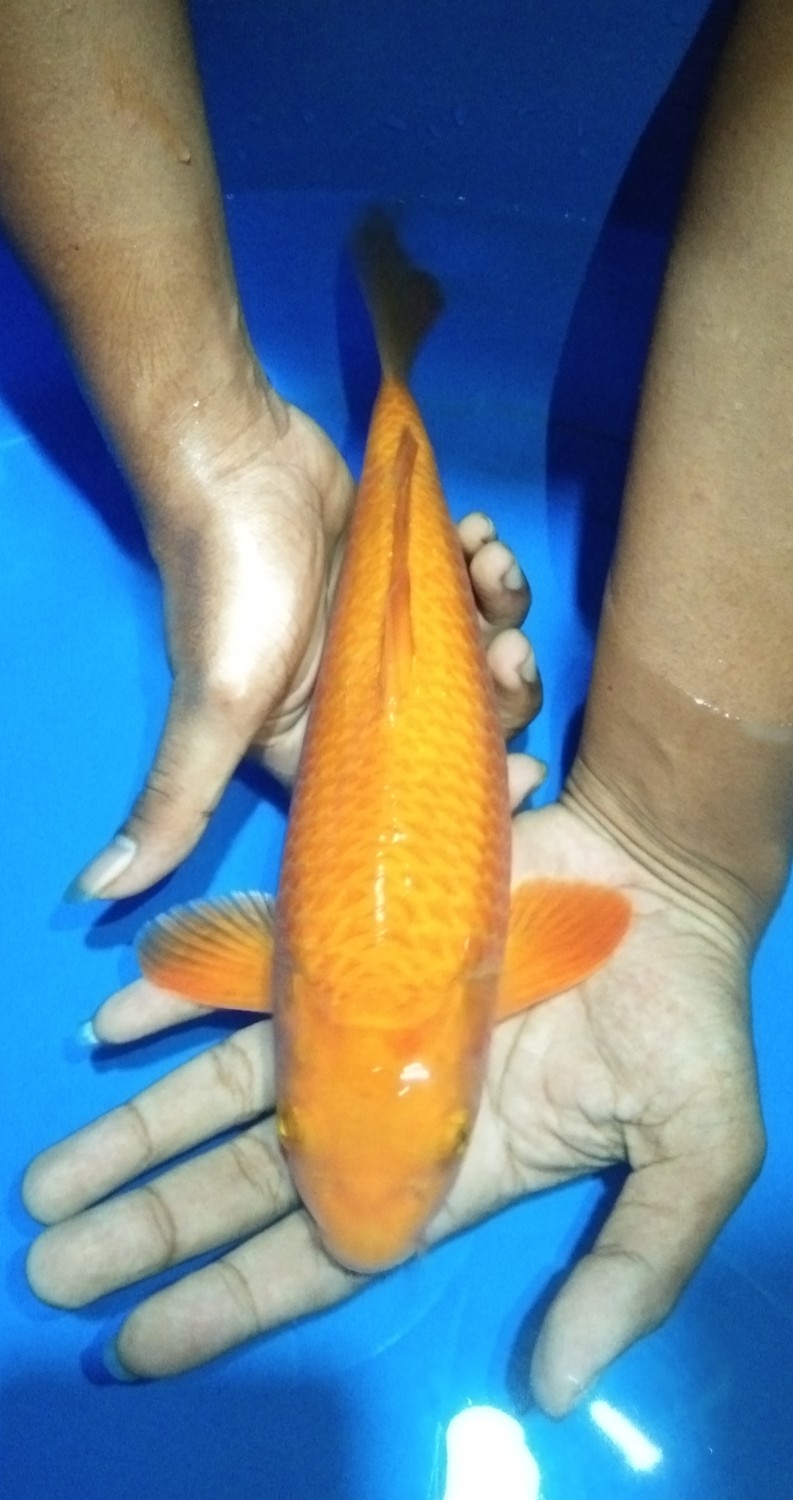 Juara 1