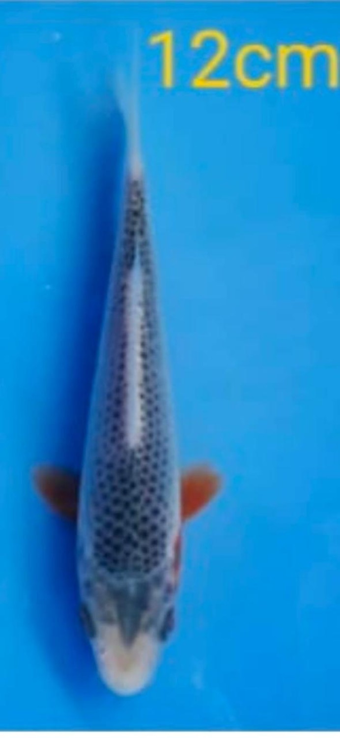 Juara 5