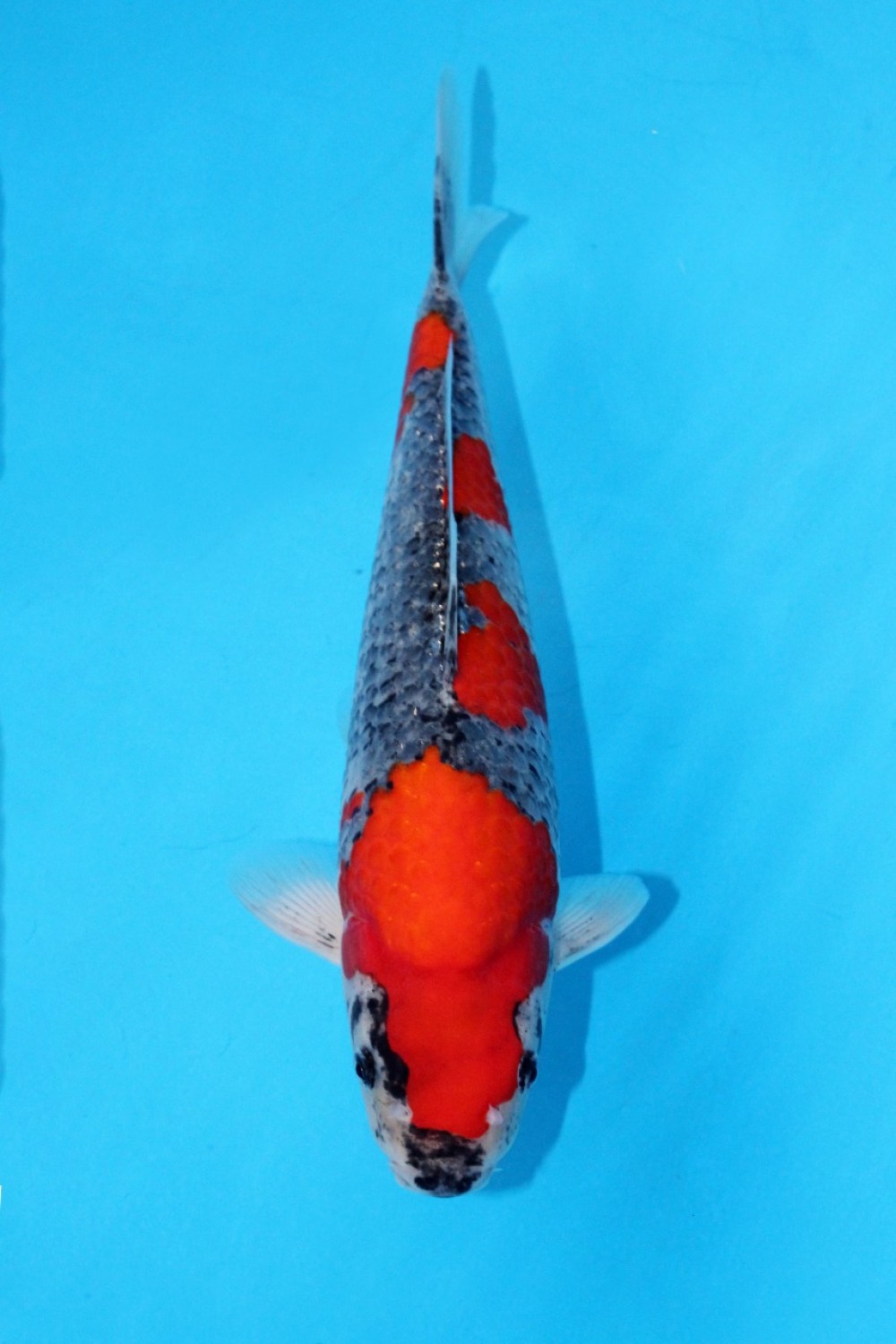 Juara 2