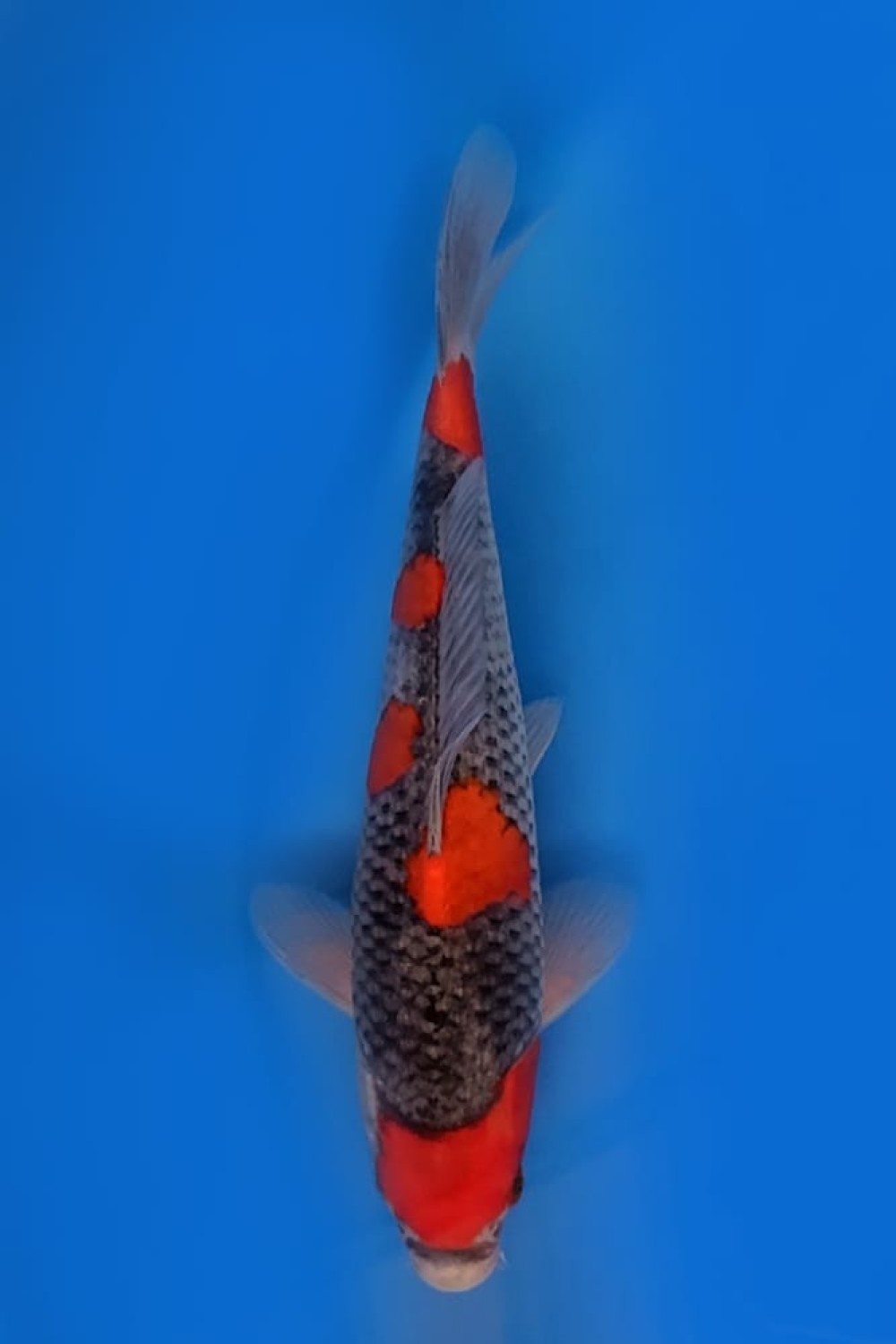 Juara 3