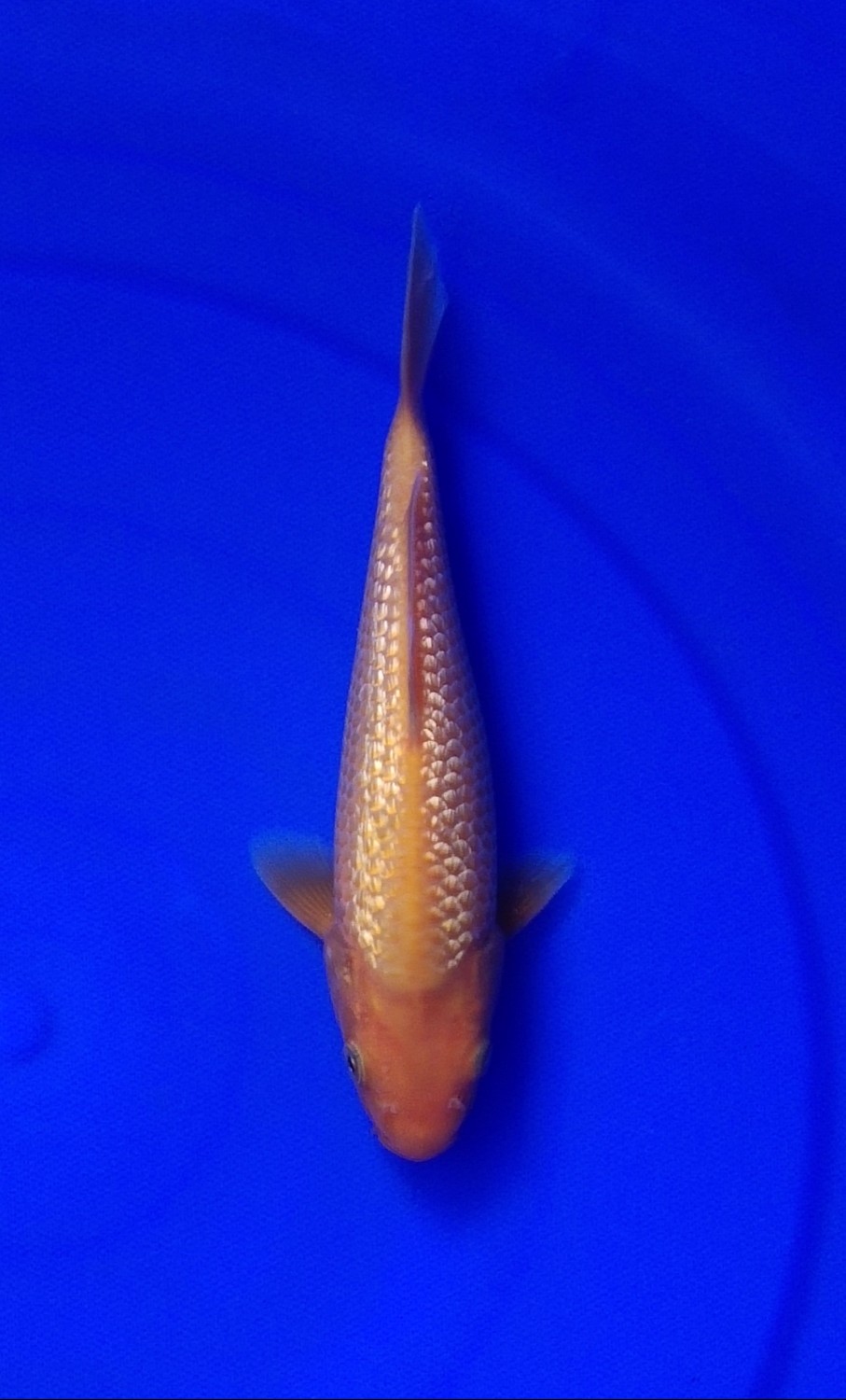 Juara 2