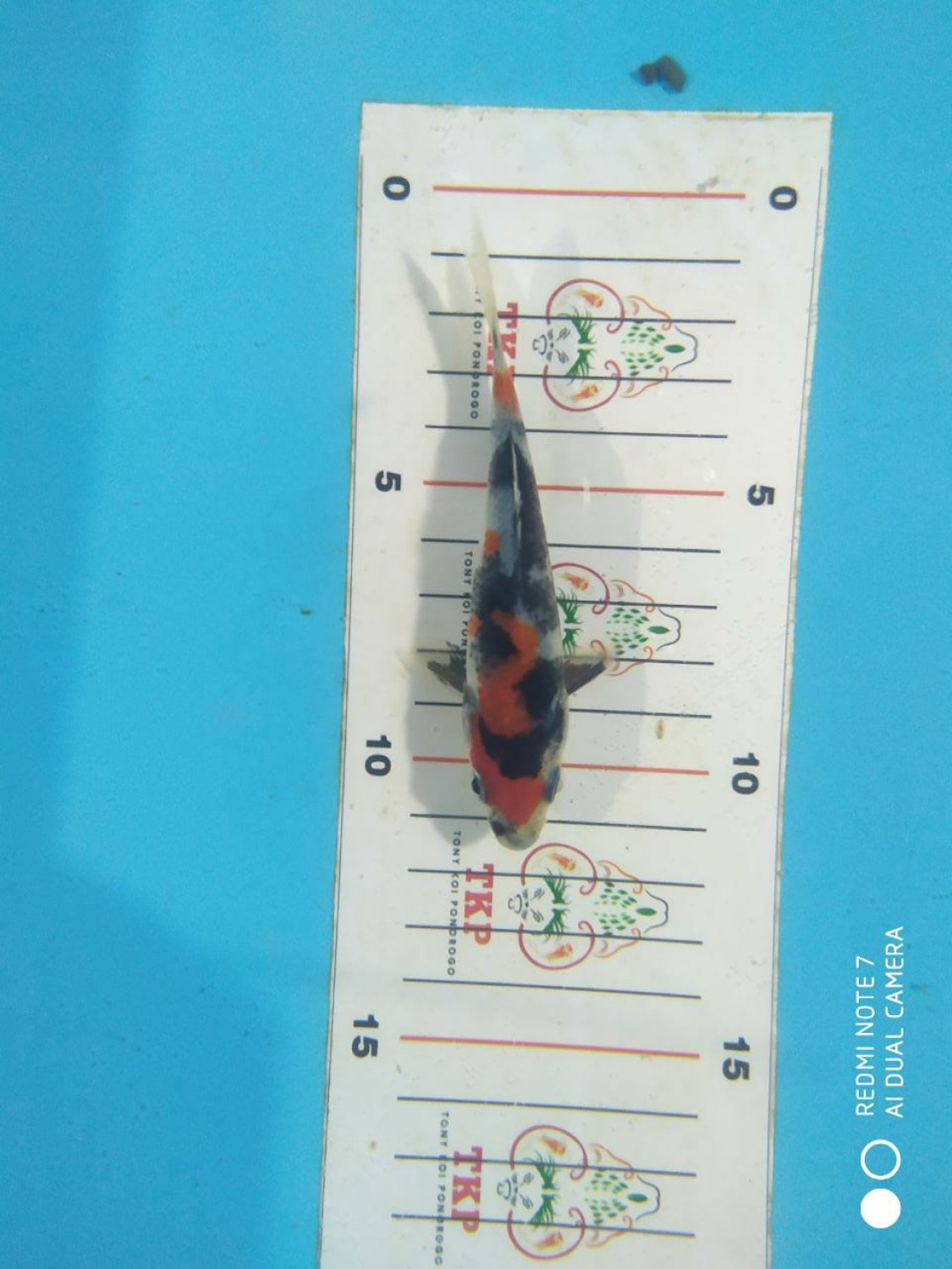 Juara 5