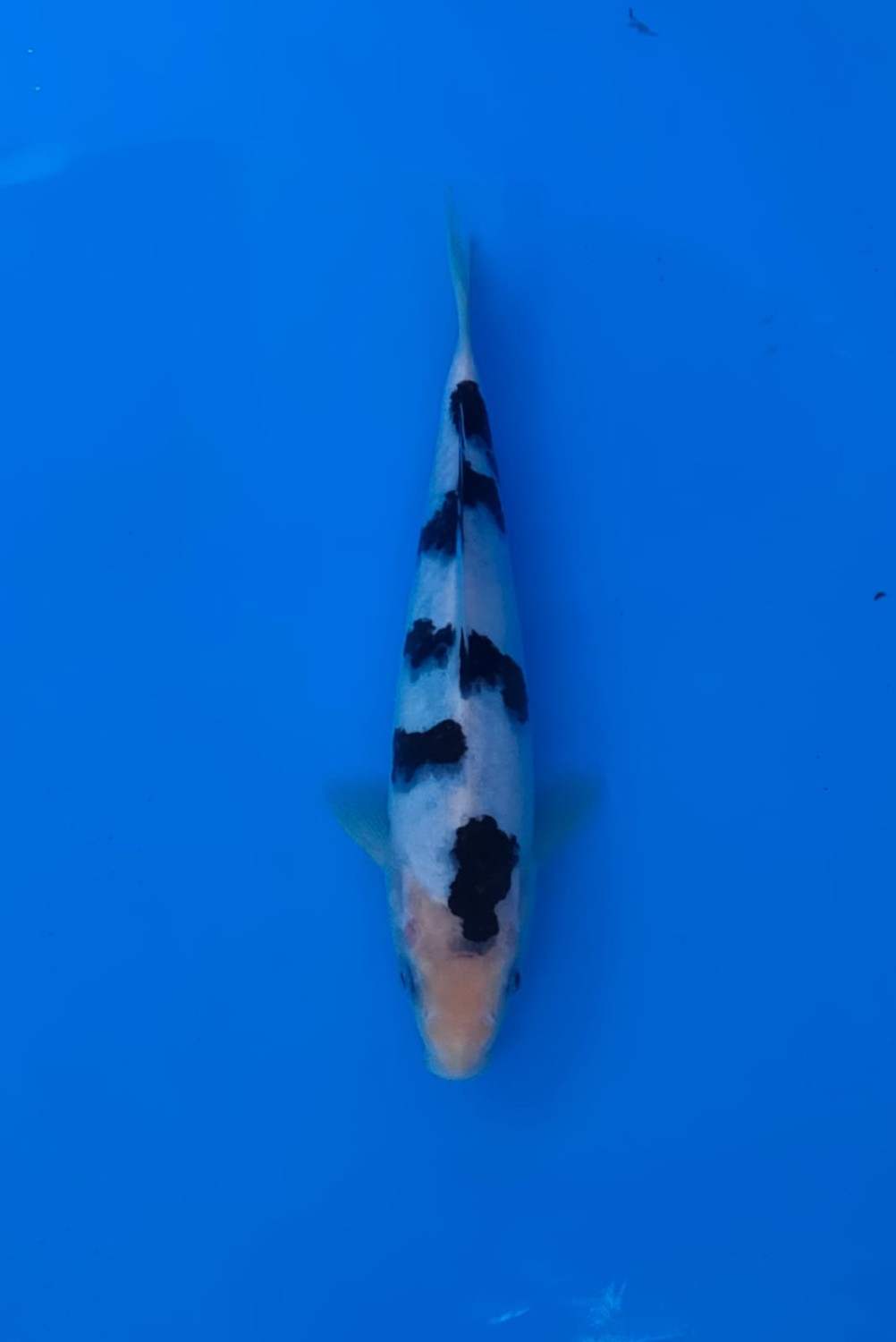 Juara 2