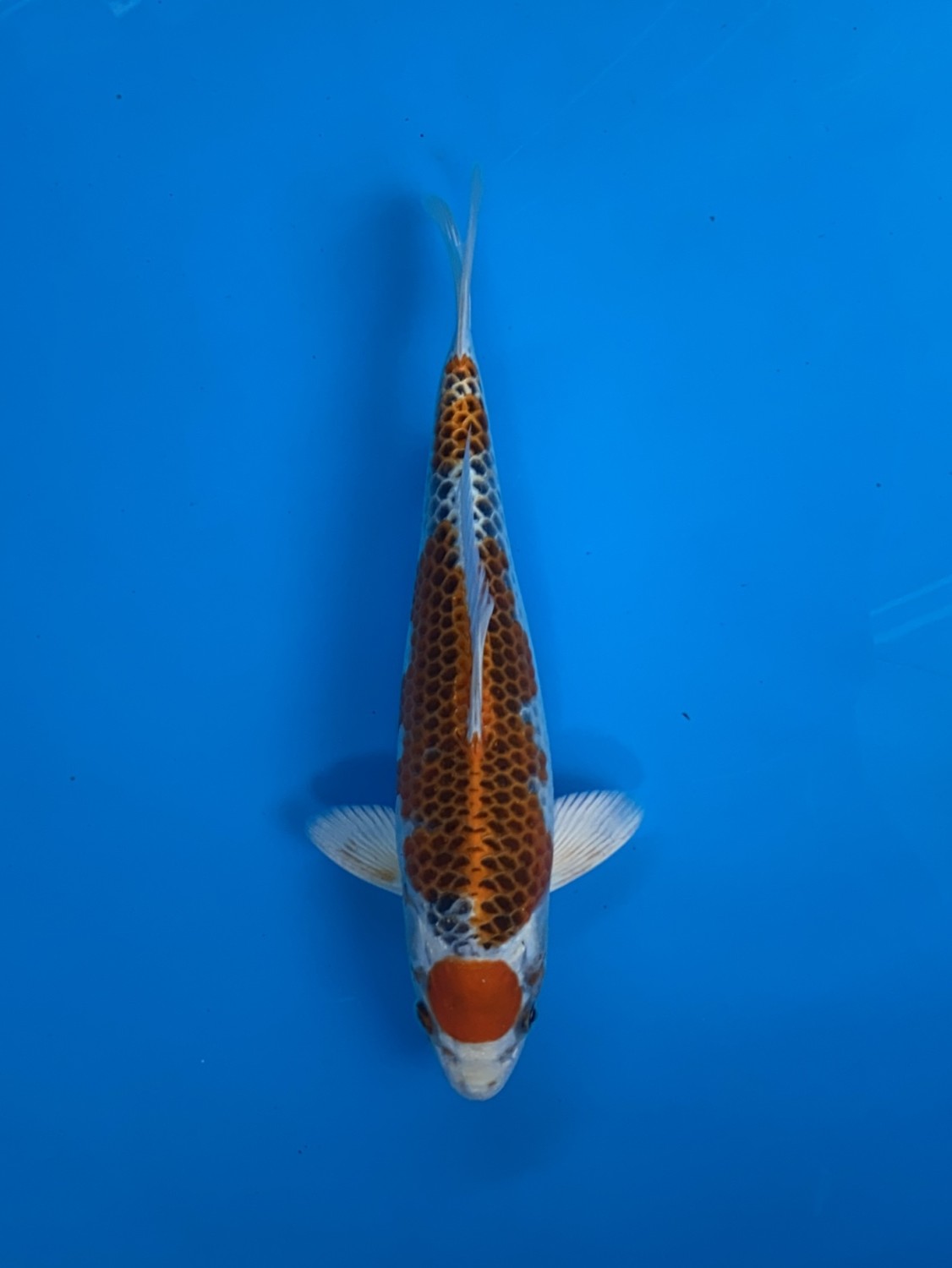 Juara 3