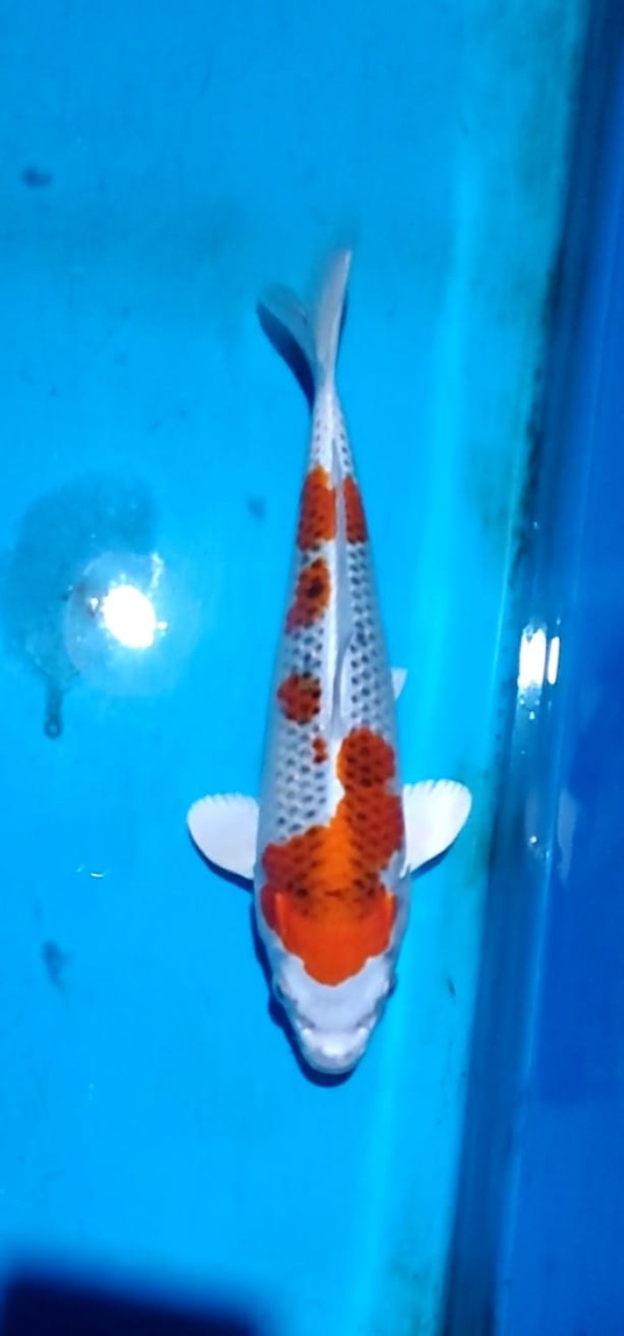Juara 2