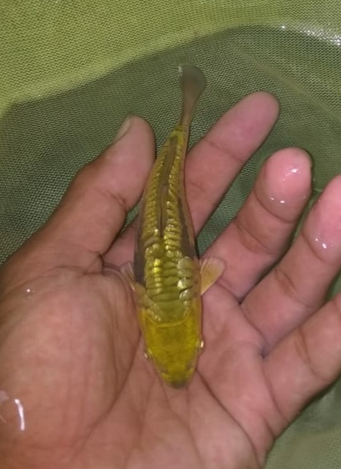 Juara 1