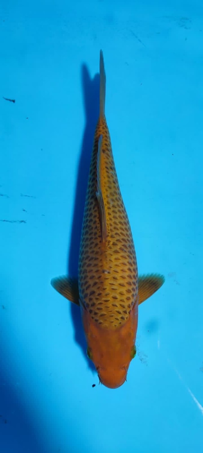 Juara 2