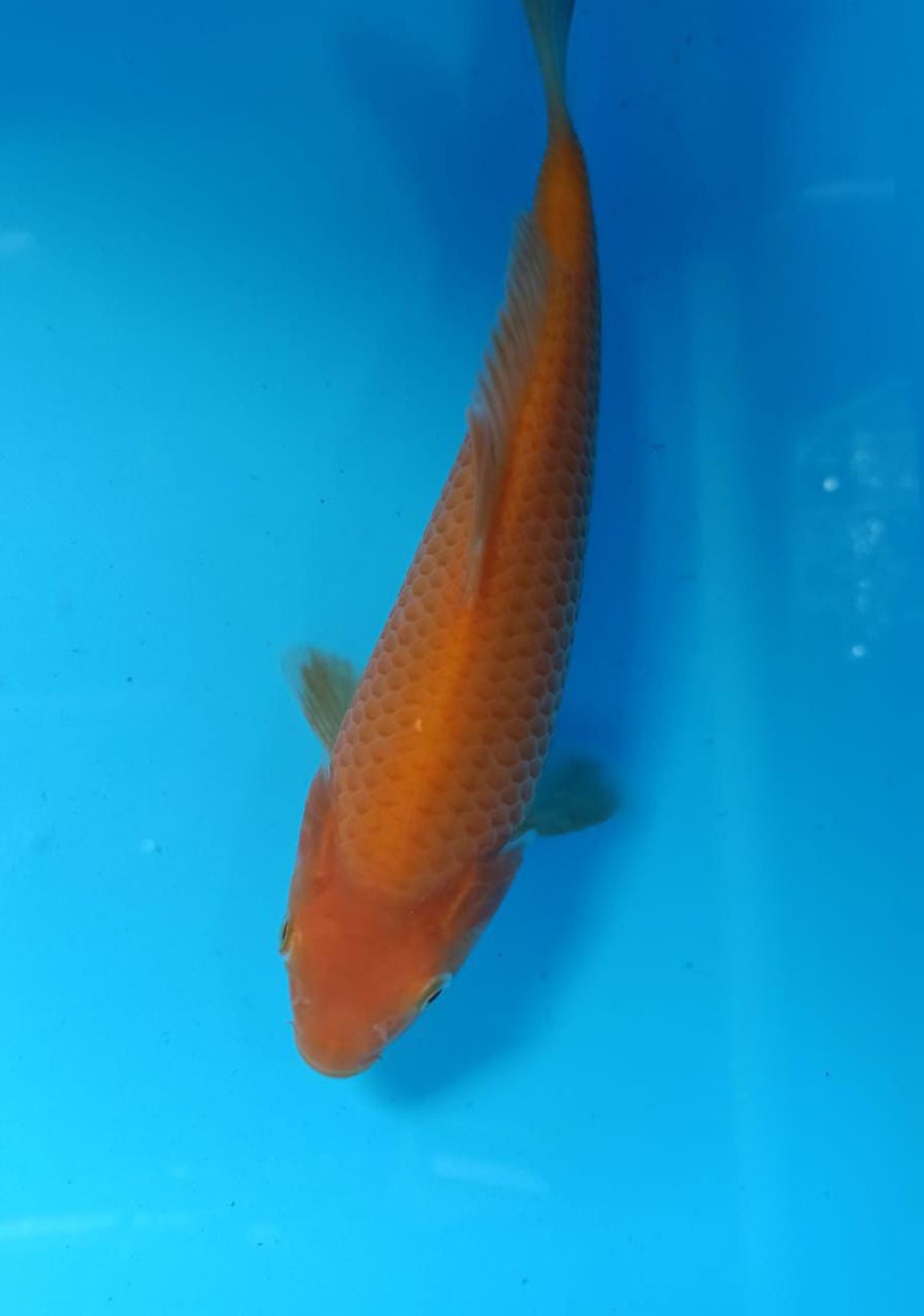 Juara 2