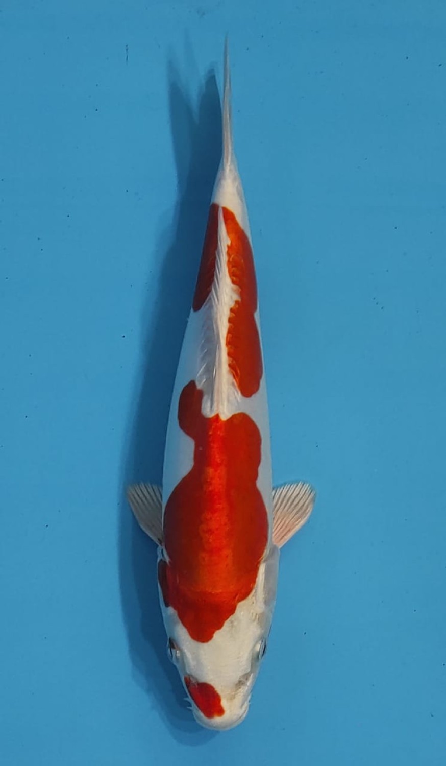 Juara 1