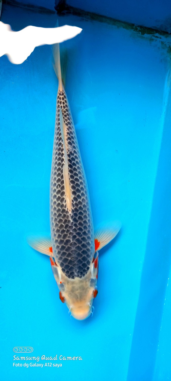 Juara 3