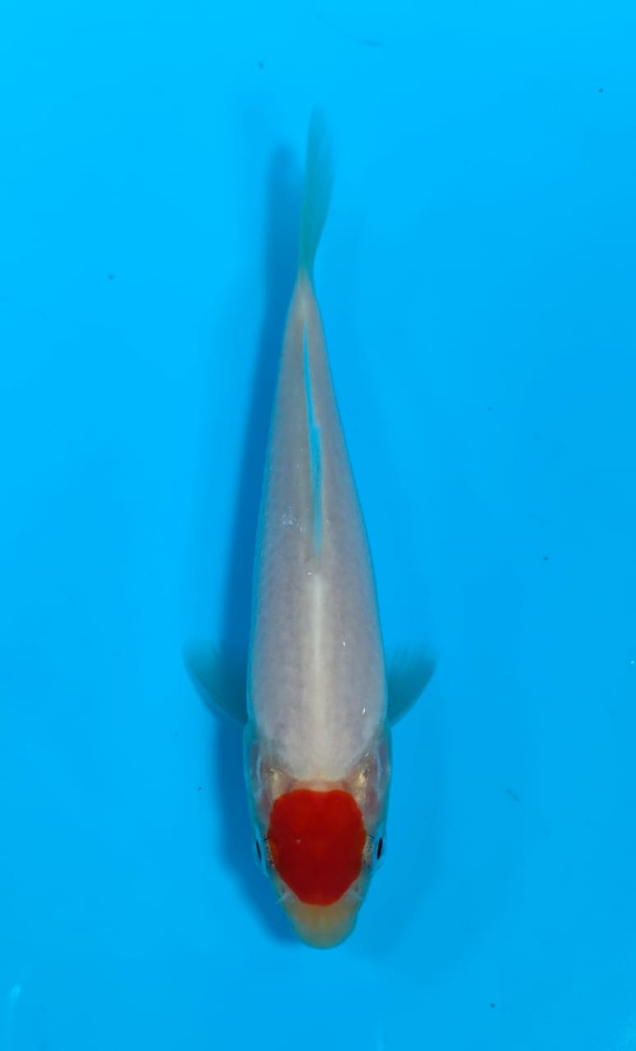 Juara 5