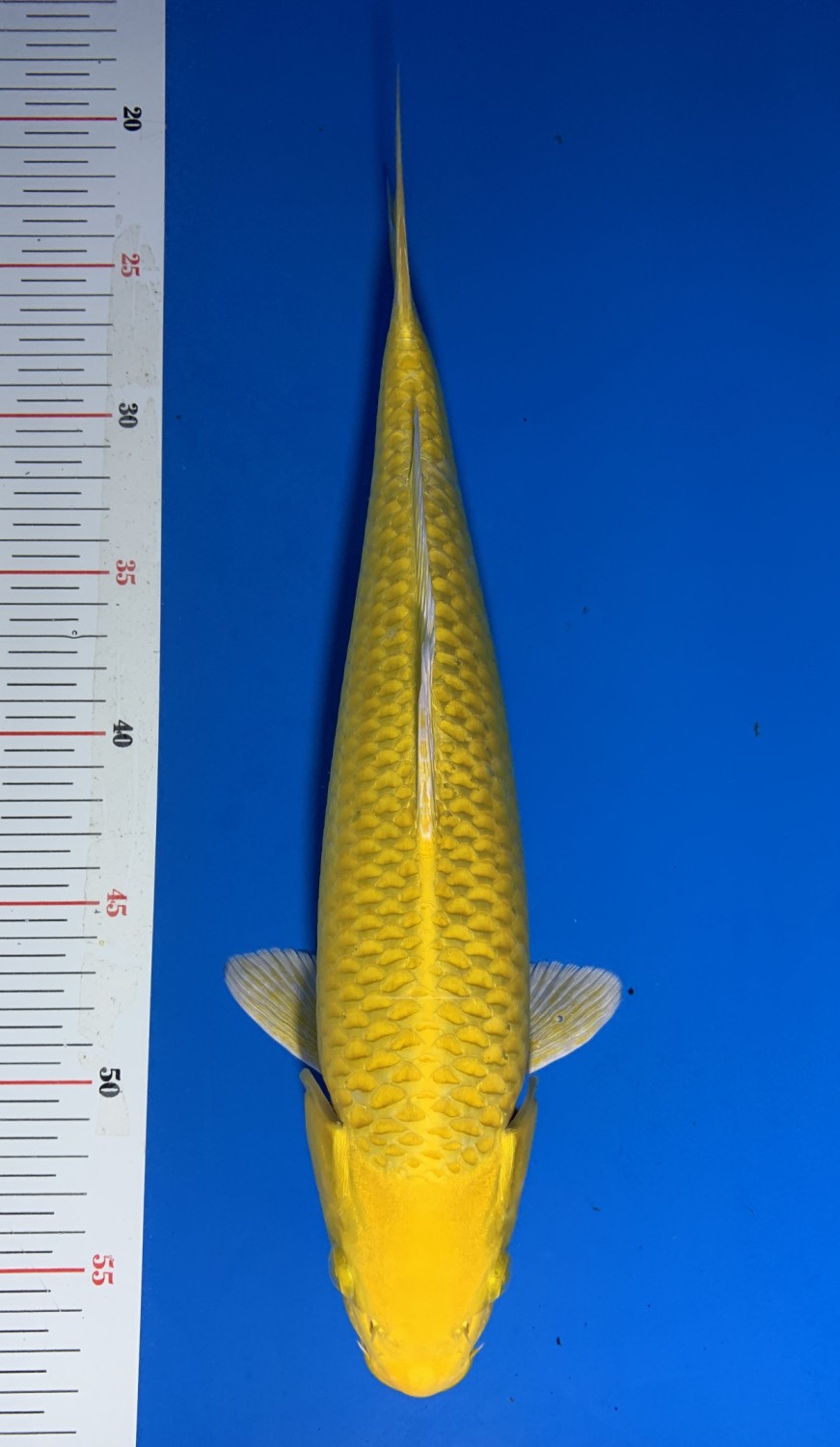 Juara 1